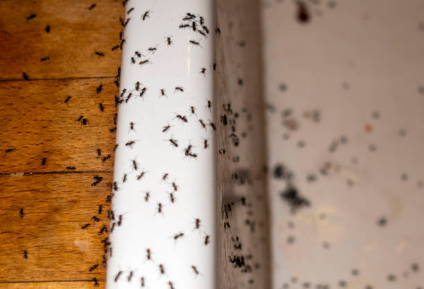 Best Flea Control Services  in Highland Park, TX